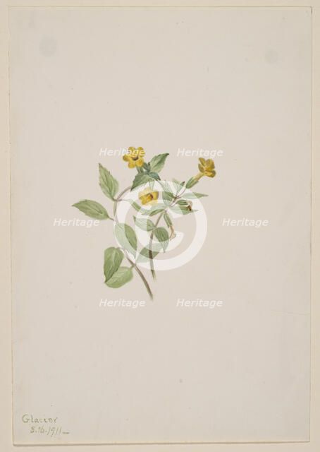 Musk-Flower (Mimulus moschatus), 1911. Creator: Mary Vaux Walcott.