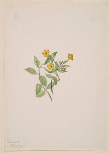 Musk-Flower (Mimulus moschatus), 1911. Creator: Mary Vaux Walcott