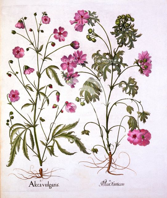 Musk Mallow, from 'Hortus Eystettensis', by Basil Besler (1561-1629), pub. 1613 (hand-coloured engra