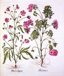 Musk Mallow, from Hortus Eystettensis by Basil Besler (1561-1629), pub. 1613 (hand-coloured engra