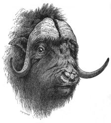 Musk-Ox c1900. Artist: Helena J. Maguire