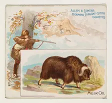 Musk Ox, from Quadrupeds series (N41) for Allen & Ginter Cigarettes, 1890. Creator: Allen & Ginter