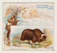 Musk Ox, from Quadrupeds series (N41) for Allen & Ginter Cigarettes, 1890. Creator: Allen & Ginter