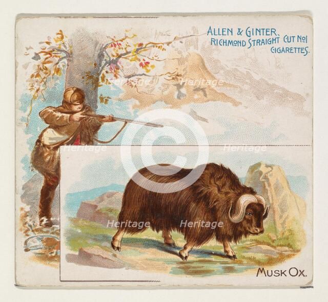 Musk Ox, from Quadrupeds series (N41) for Allen & Ginter Cigarettes, 1890. Creator: Allen & Ginter.