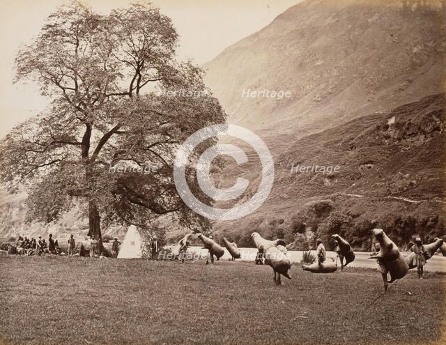 Mussucks for Crossing the Beas River Below Bajoura, 1866. Creator: Samuel Bourne.