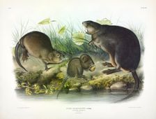 Musquash, Fiber Zibethicus, 1845