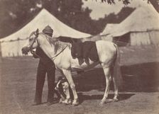 My Arab "Antelope", 1858-61. Creator: Unknown