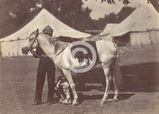 My Arab "Antelope", 1858-61. Creator: Unknown.