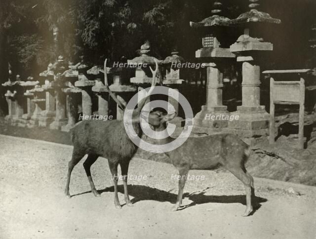 'My Dear! A Study at Nara', 1910. Creator: Herbert Ponting.