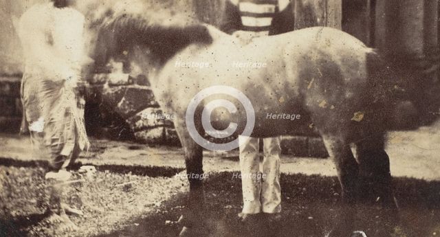 My Pegu Pony, 1858-61. Creator: Unknown.