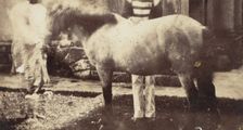 My Pegu Pony, 1858-61. Creator: Unknown