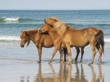 My Tribe. Creator: Eve Turek