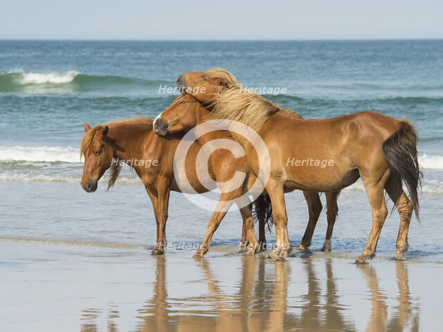 My Tribe. Creator: Eve Turek.