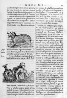 Mythical creatures, 1675. Artist: Athanasius Kircher