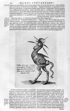 Mythical creatures, 1678. Artist: Athanasius Kircher