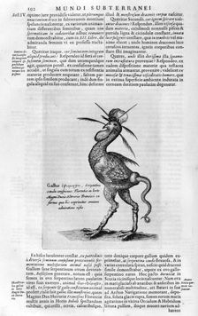 Mythical creatures, 1678. Artist: Athanasius Kircher