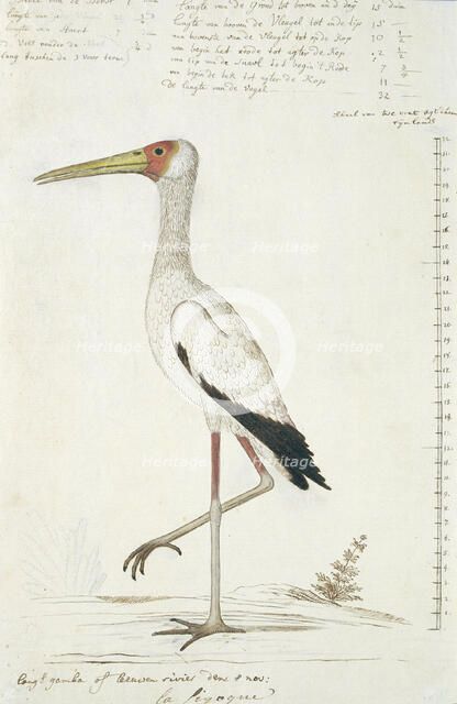 Mycteria ibis (Yellow-billed stork), 1778. Creator: Robert Jacob Gordon.