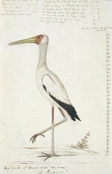 Mycteria ibis (Yellow-billed stork), 1778. Creator: Robert Jacob Gordon