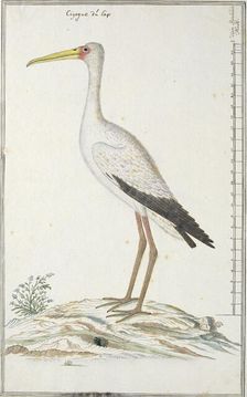 Mycteria ibis (Yellow-billed stork or Wood stork), c.1778. Creator: Robert Jacob Gordon