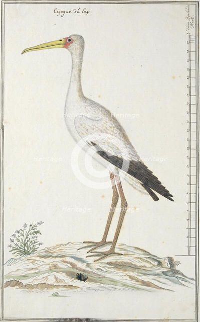 Mycteria ibis (Yellow-billed stork or Wood stork), c.1778. Creator: Robert Jacob Gordon.