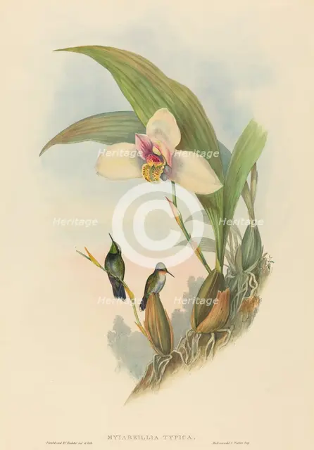 Myiabeillia typica (Abeille's Hummingbird). Creators: John Gould, Henry Constantine Richter.