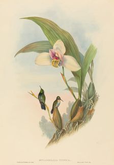 Myiabeillia typica (Abeille's Hummingbird). Creators: John Gould, Henry Constantine Richter