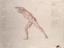 Myologic structure of the Borghese Gladiator statue: the figure is presented as an écorché,(1833?) Creator: Johann Conrad Zeller