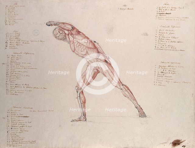 Myologic structure of the 'Borghese Gladiator' statue: the figure is presented as an écorché,(1833?) Creator: Johann Conrad Zeller.