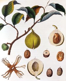 Myrsitica fragrans - nutmeg, c1798