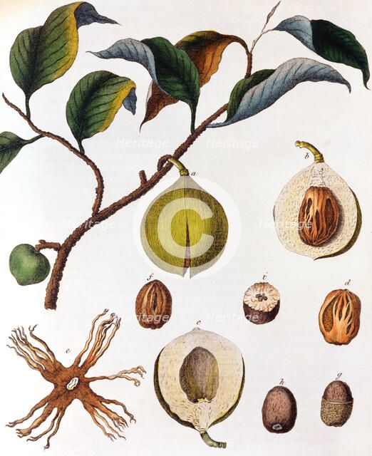 Myrsitica fragrans - nutmeg, c1798. Artist: Unknown