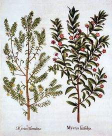 Myrtle Varieties, from Hortus Eystettensis by Basil Besler (1561-1629), pub. 1613 (hand-coloured