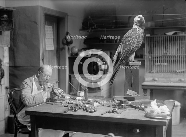 N.R. Wood of Smithsonian Institution - Mounting Birds, 1916. Creator: Unknown.