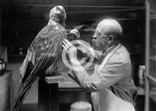 N.R. Wood of Smithsonian Institution - Mounting Birds, 1916. Creator: Unknown.
