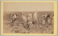 No. 19, Cotton Picking, ca. 1895. Creator: A. W. Möller