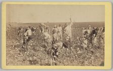 No. 19, Cotton Picking, ca. 1895. Creator: A. W. Möller