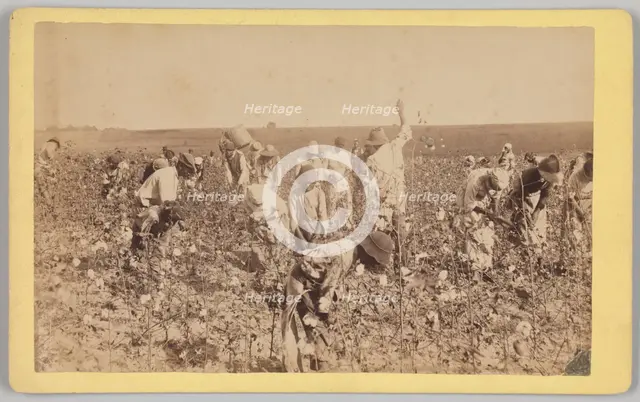 No. 19, Cotton Picking, ca. 1895. Creator: A. W. Möller.