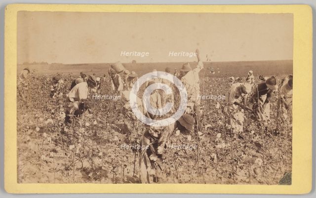 No. 19, Cotton Picking, ca. 1895. Creator: A. W. Möller.