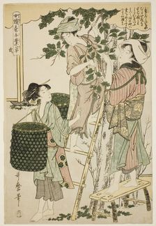 No. 2 (ni), from the series "Women Engaged in the Sericulture Industry (Joshoku kaiko...c.1798/1800. Creator: Kitagawa Utamaro
