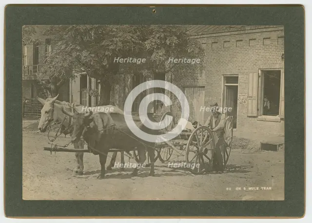 No. 50, Ox & Mule Team, ca. 1895. Creator: A. W. Möller.