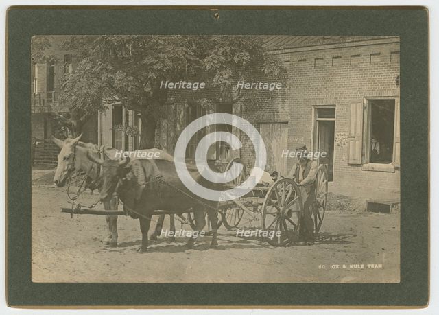 No. 50, Ox & Mule Team, ca. 1895. Creator: A. W. Möller.