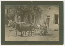 No. 50, Ox & Mule Team, ca. 1895. Creator: A. W. Möller