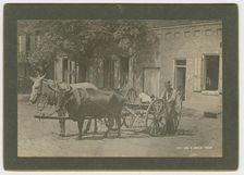 No. 50, Ox & Mule Team, ca. 1895. Creator: A. W. Möller