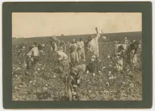 No. 86, Picking Cotton, ca. 1895. Creator: A. W. Möller