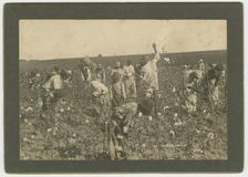 No. 86, Picking Cotton, ca. 1895. Creator: A. W. Möller