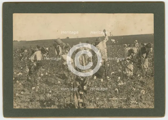 No. 86, Picking Cotton, ca. 1895. Creator: A. W. Möller.