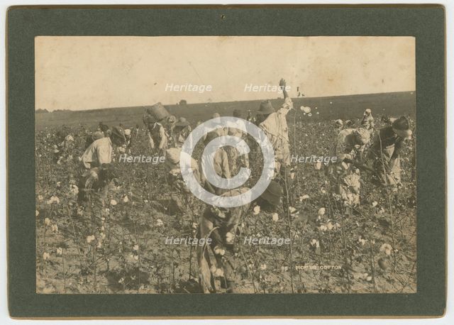 No. 86, Picking Cotton, ca. 1895. Creator: A. W. Möller.