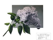 No title - John Kidd'& Co. Ltd.'s sample 1910