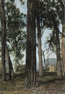 Nouvelle-Guinee. Le Bois De Fer (Papua New Guinea - Ironwood Trees), 1900. Creator: Unknown