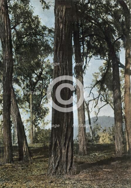 'Nouvelle-Guinee. Le Bois De Fer', (Papua New Guinea - Ironwood Trees), 1900. Creator: Unknown.