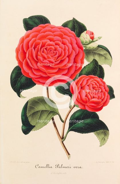 Nouvelle iconographie des Camellias, 1850-1860. Creator: Verschaffelt, Ambroise Alexandre (1825-1886).